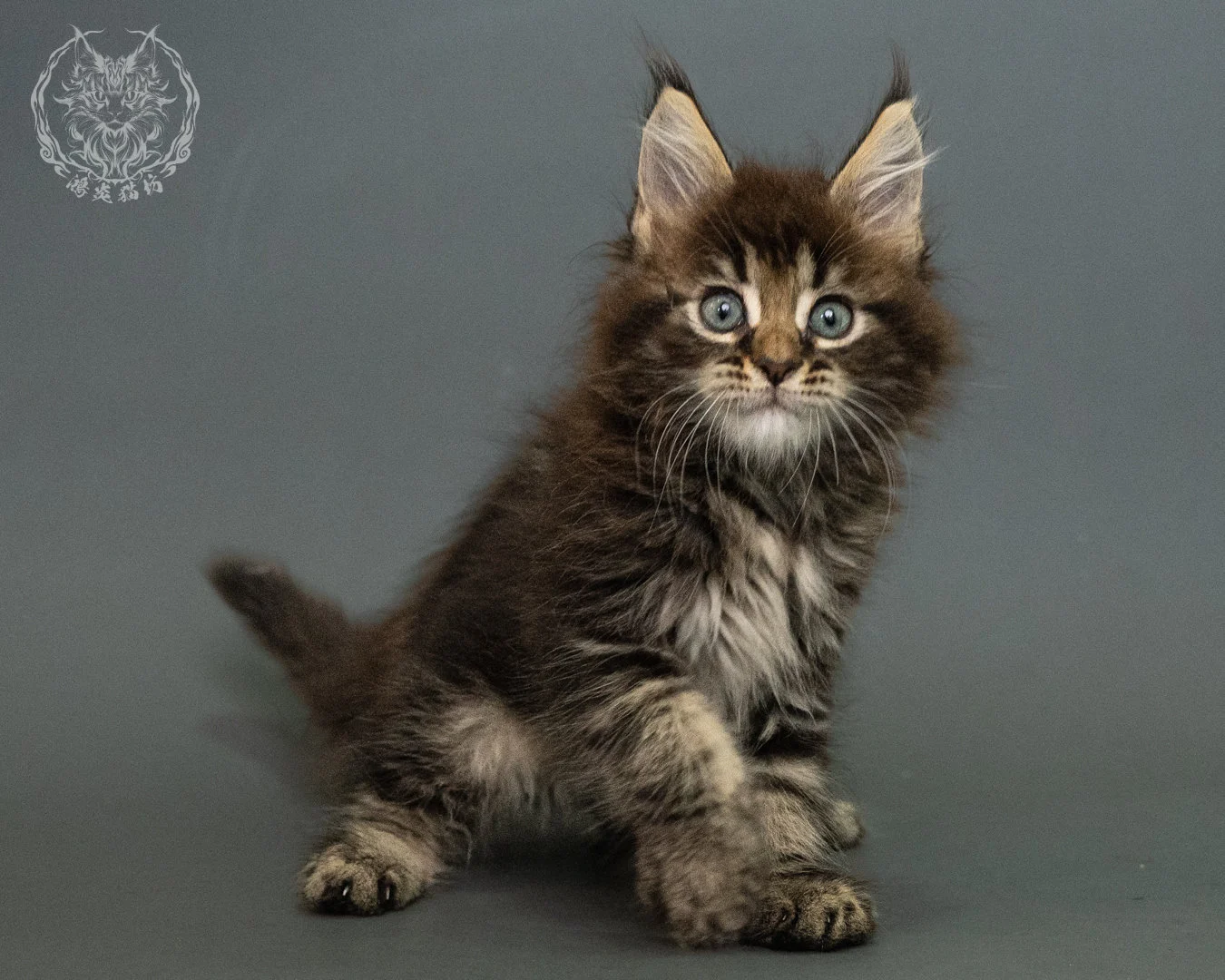 棕虎斑 Brown Tabby Maine Coon 2months 20