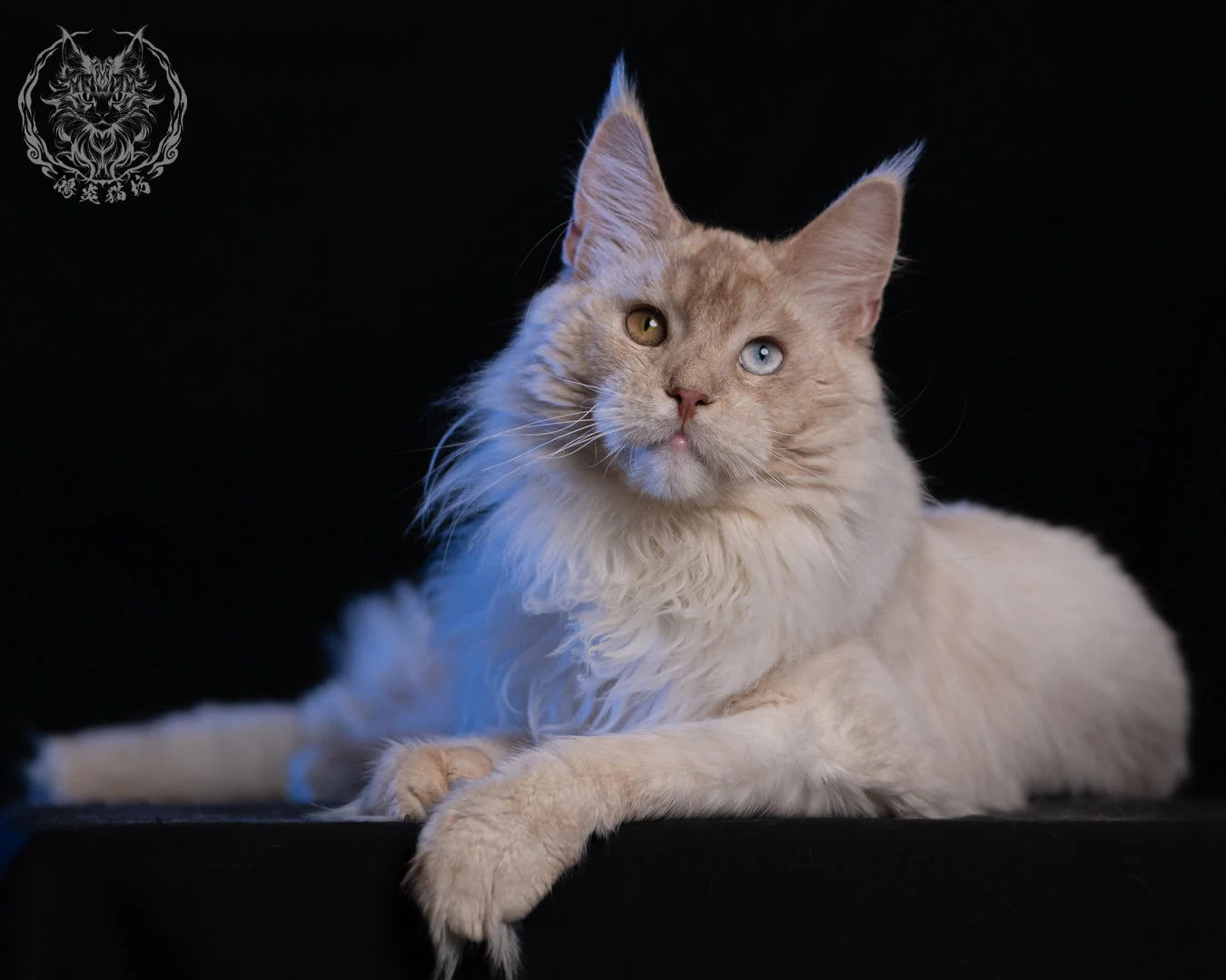 乳高煙緬因貓 Cream High Smoke Maine Coon 9months 41
