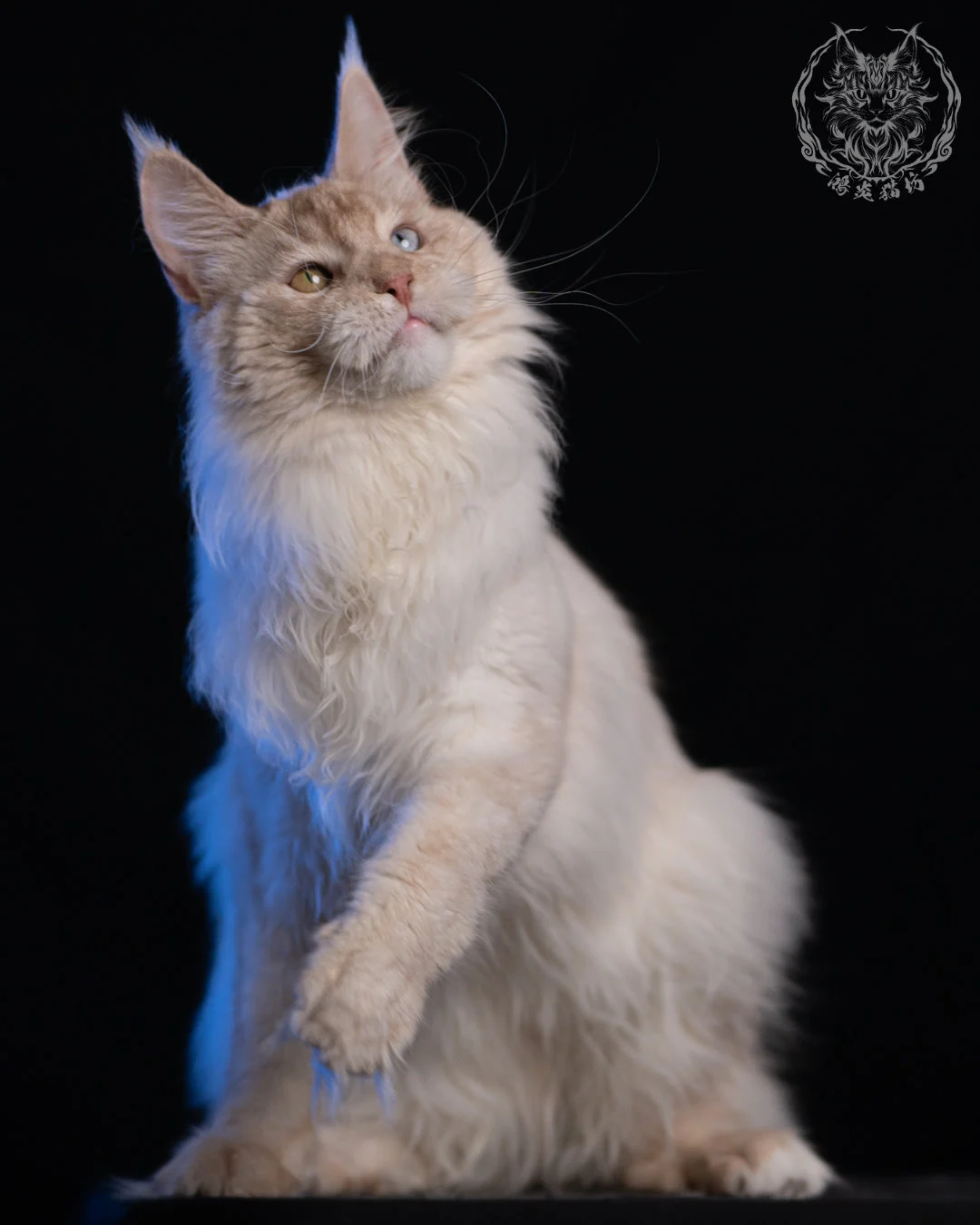 乳高煙緬因貓 Cream High Smoke Maine Coon 9months 17