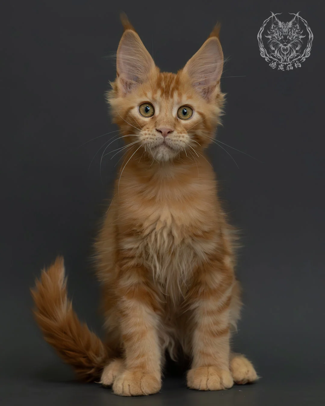 紅虎斑緬因貓 7