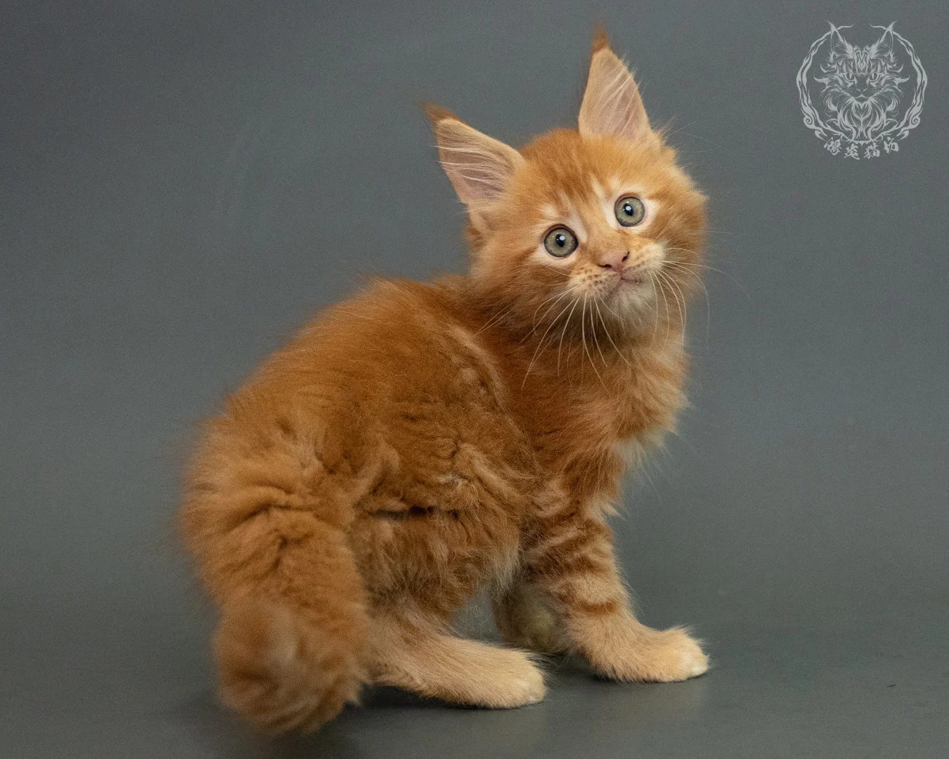 紅虎斑 Red Tabby Maine Coon 2months 23