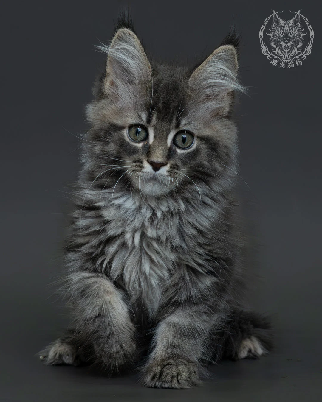 藍銀虎斑緬因貓 3