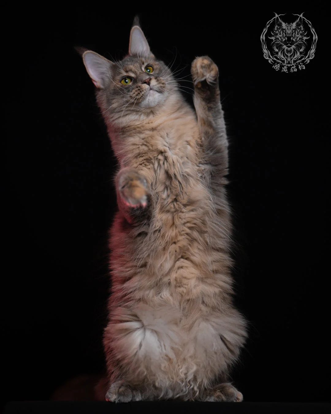 藍乳煙玳帽緬因貓 11 個月前肢高舉的可愛站姿，蓬鬆胸毛與柔和色階清晰可見，展現緬因貓俏皮活潑的一面。