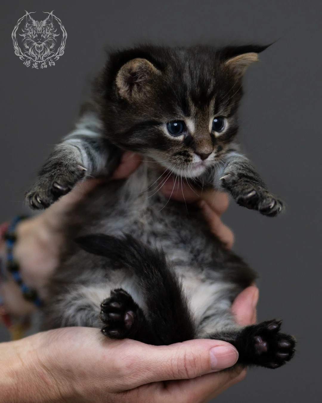 黑棕虎斑 Black Brown Tabby Maine Coon 4weeks 1