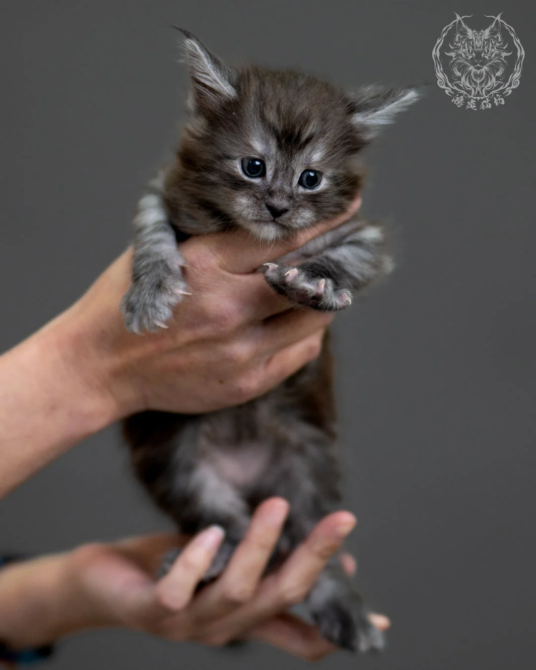 黑銀虎斑 Black Silver Tabby Maine Coon 4weeks 4