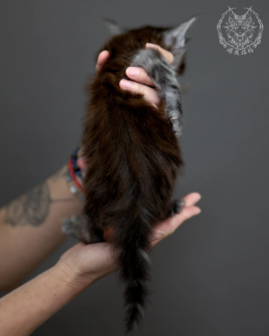 黑銀虎斑 Black Silver Tabby Maine Coon 4weeks 11