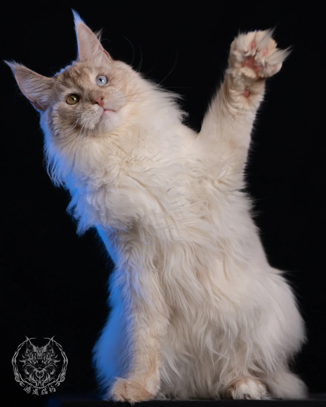 乳高煙緬因貓 Cream High Smoke Maine Coon 9months 18