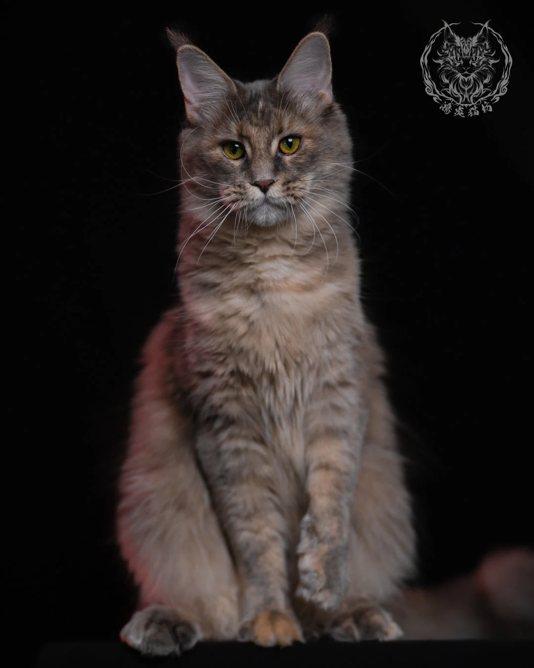 藍乳煙玳帽緬因貓 11 個月抬爪半站姿，胸前與腹部蓬鬆毛量豐厚，層次分明的玳帽與煙燻色過渡自然柔和。