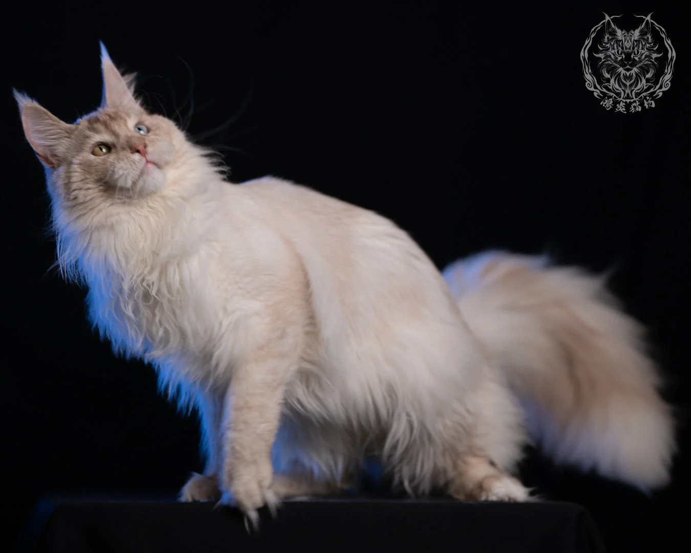 乳高煙緬因貓 Cream High Smoke Maine Coon 9months 42