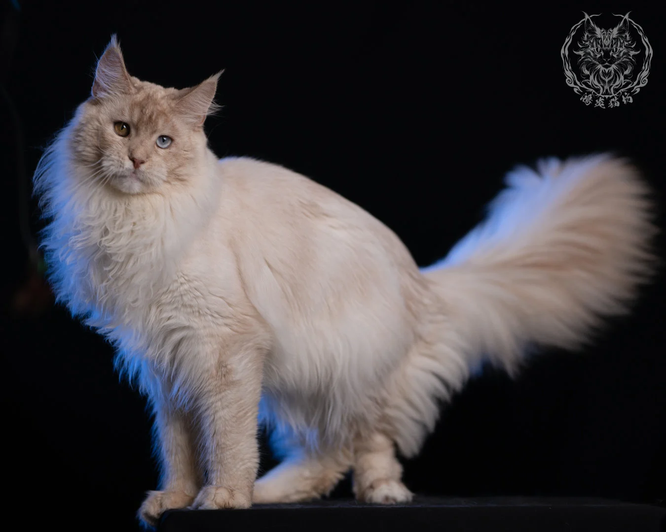 乳高煙緬因貓 Cream High Smoke Maine Coon 9months 35