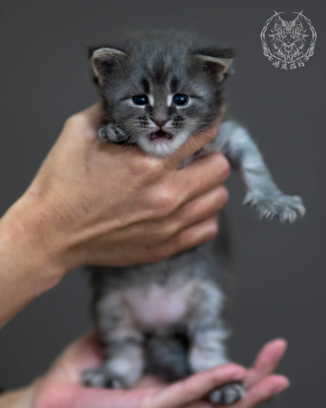 藍銀虎斑 Blue Silver Tabby Maine Coon 4weeks 3