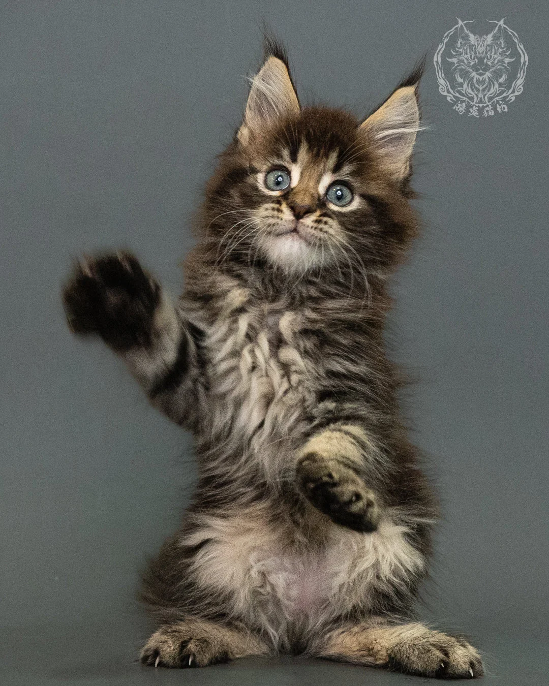 棕虎斑 Brown Tabby Maine Coon 2months 9