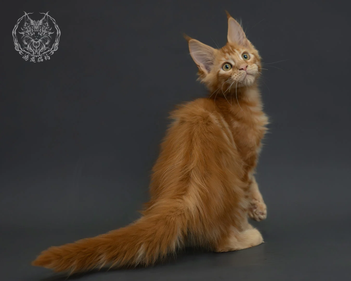 紅虎斑緬因貓 10