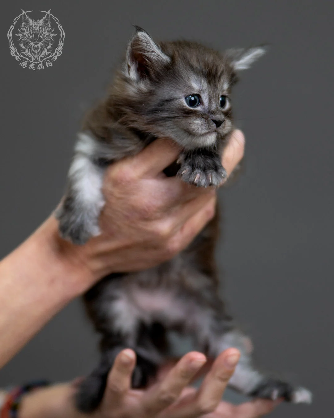 黑銀虎斑 Black Silver Tabby Maine Coon 4weeks 6