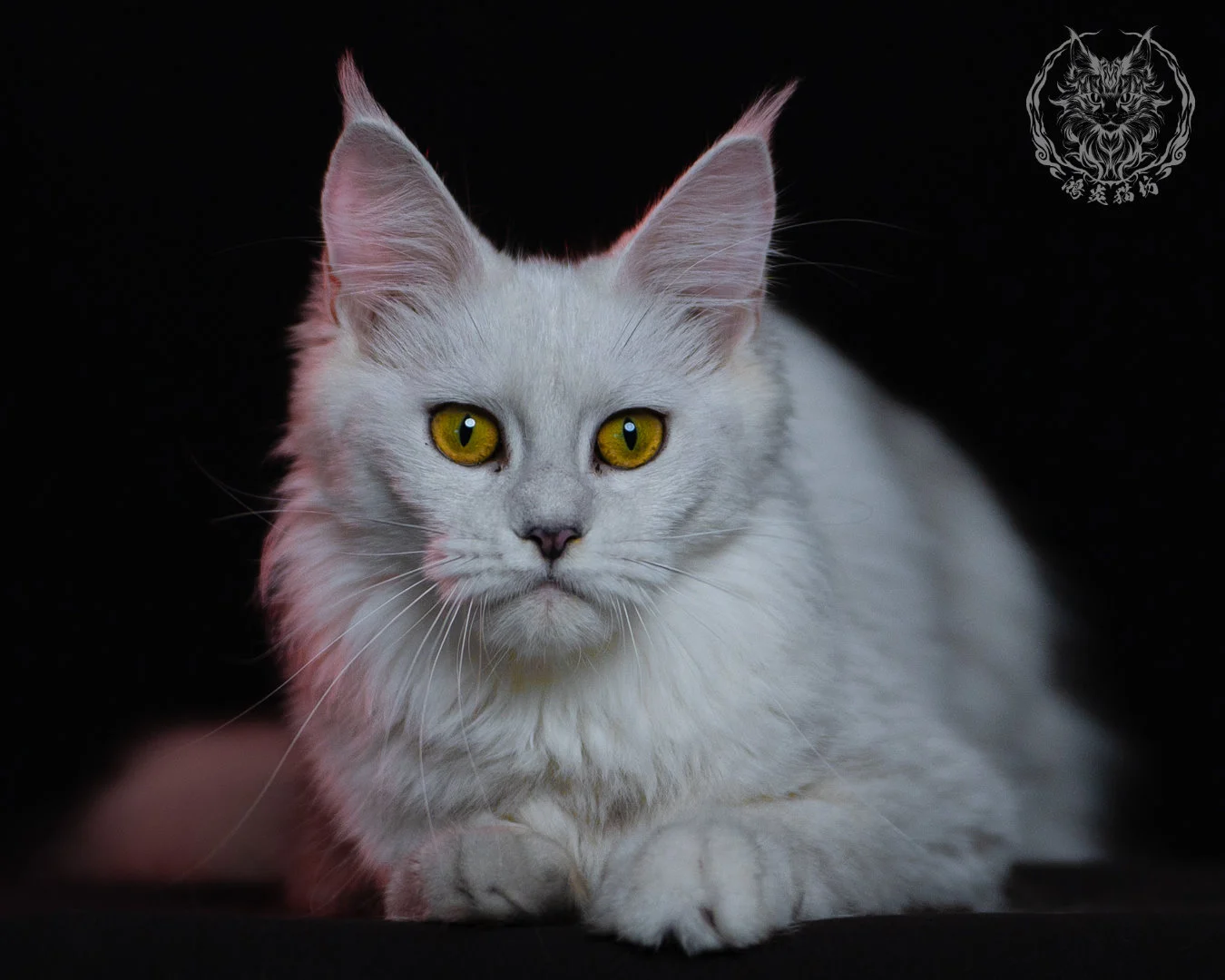 黑銀陰影緬因貓 Black Silver Shaded Maine Coon 1year 18