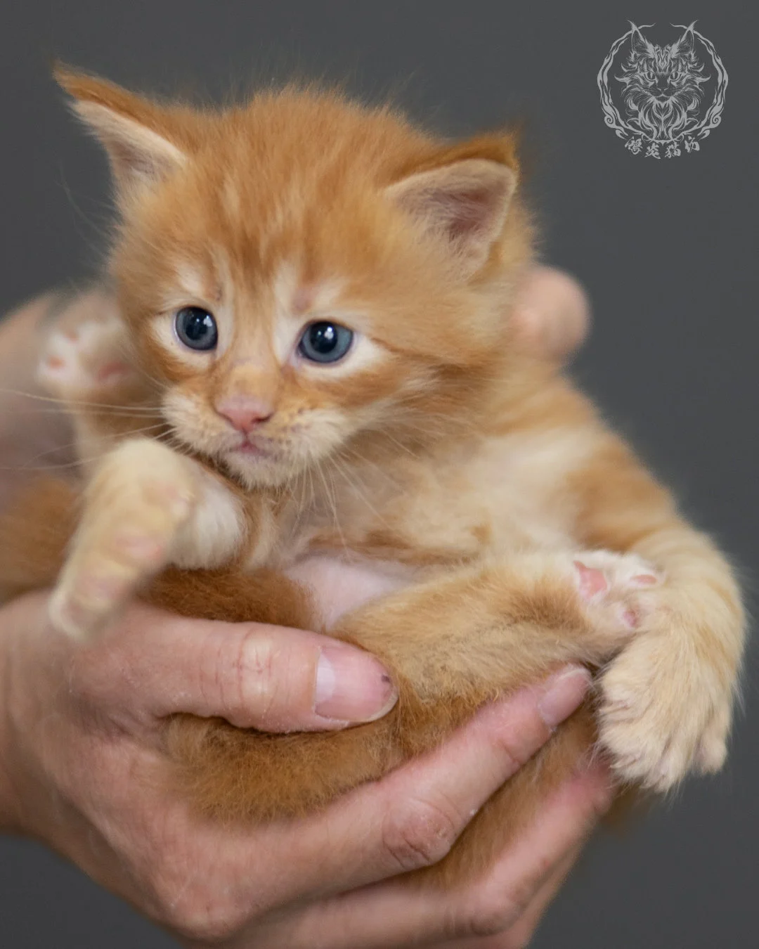 紅虎斑 Red Tabby Maine Coon 4weeks 5