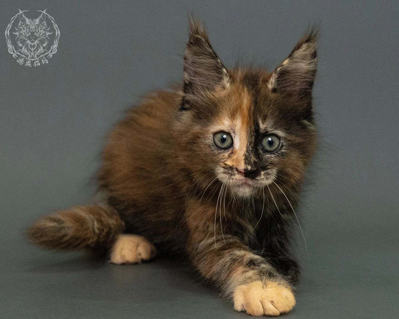 玳帽 Tortie Maine Coon 2months 18
