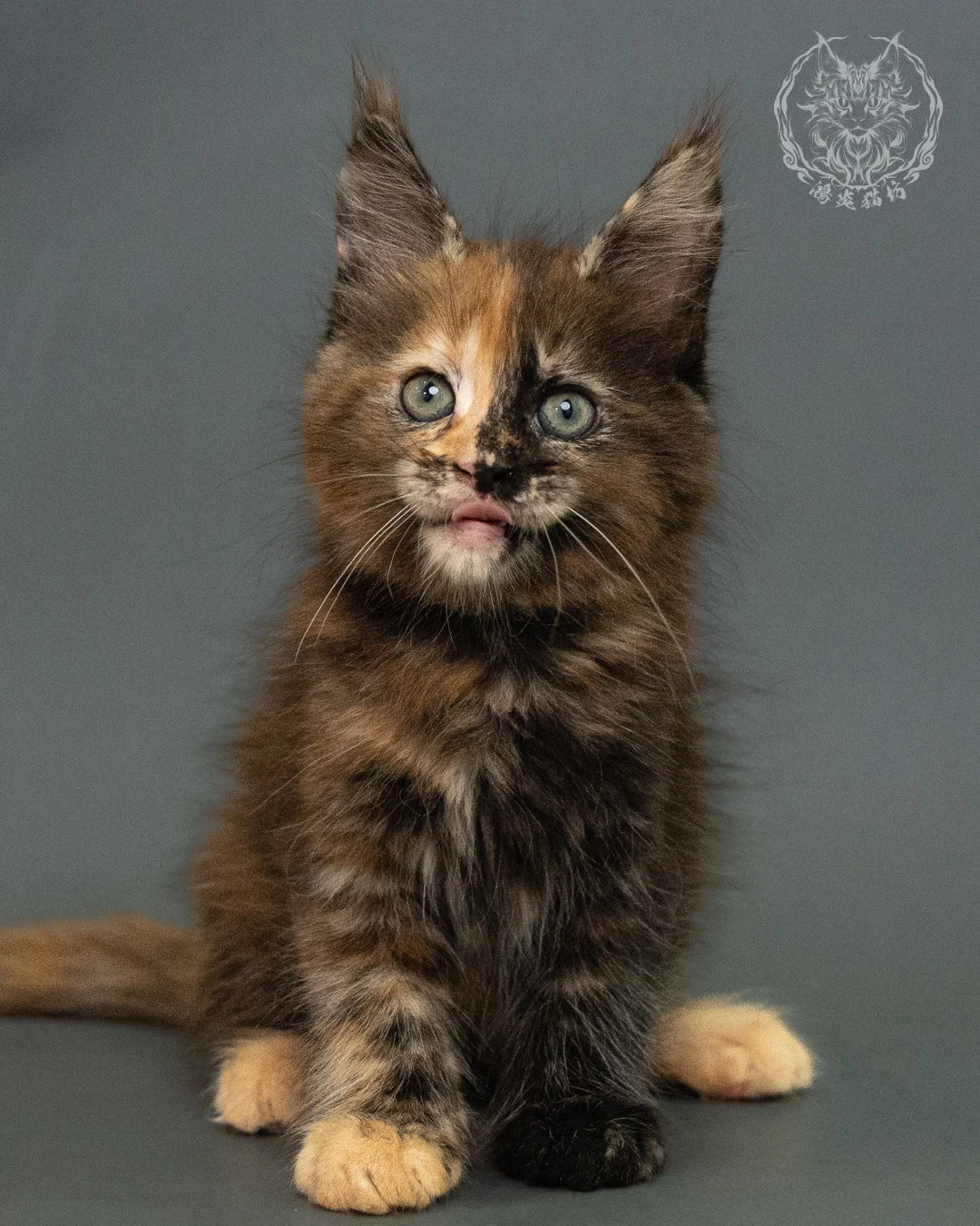 玳帽 Tortie Maine Coon 2months 15