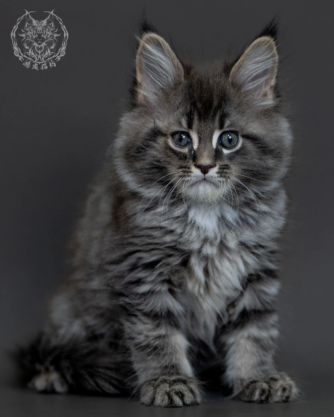 藍銀虎斑 Blue Silver Tabby Maine Coon 2months 6