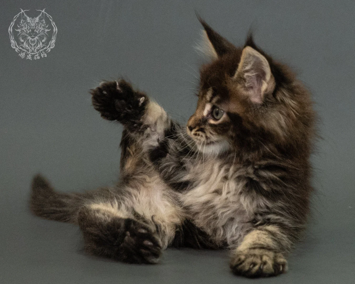 棕虎斑 Brown Tabby Maine Coon 2months 19