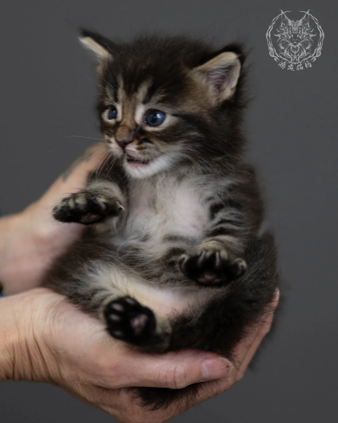 黑棕虎斑 Black Brown Tabby Maine Coon 4weeks 8