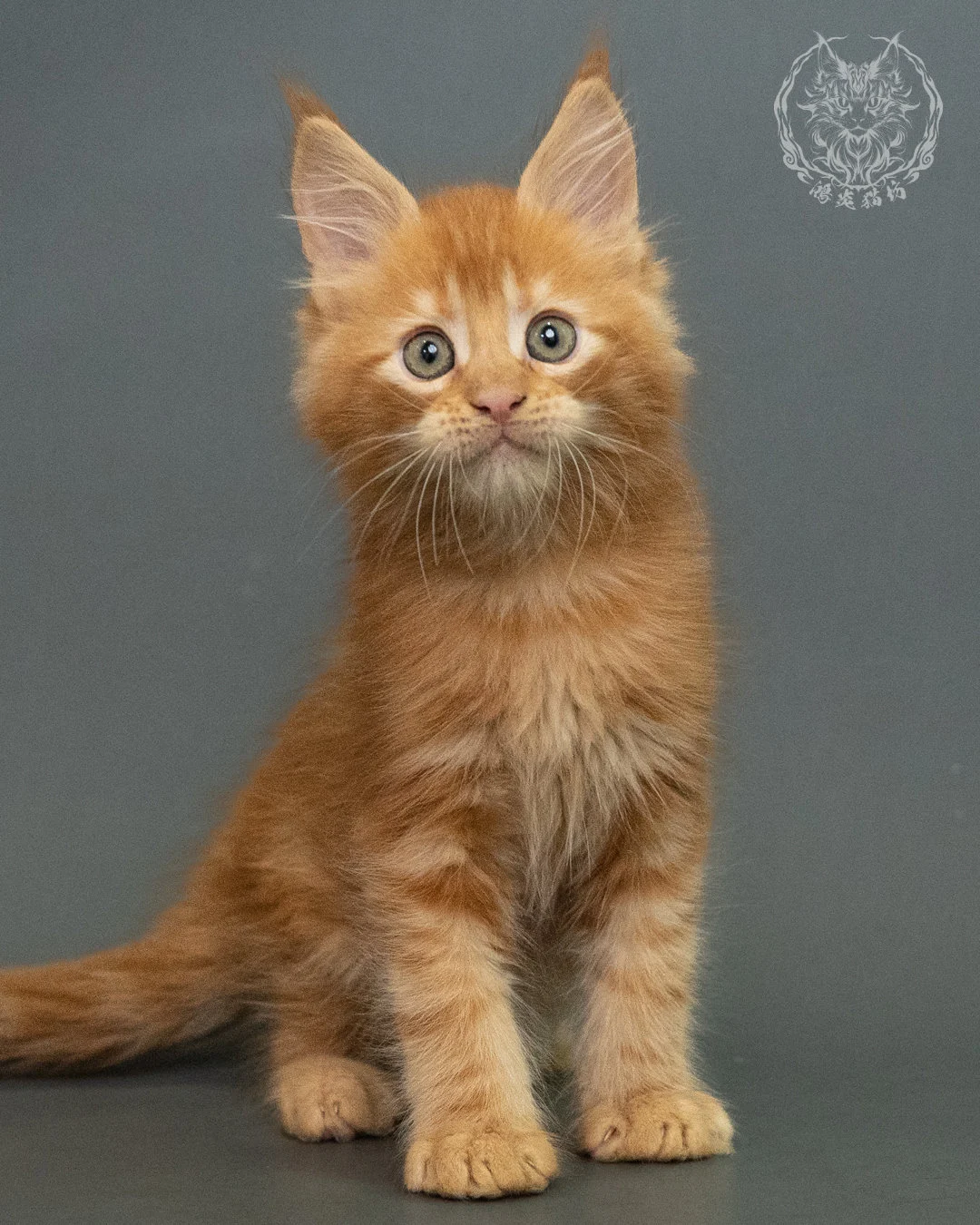 紅虎斑 Red Tabby Maine Coon 2months 10