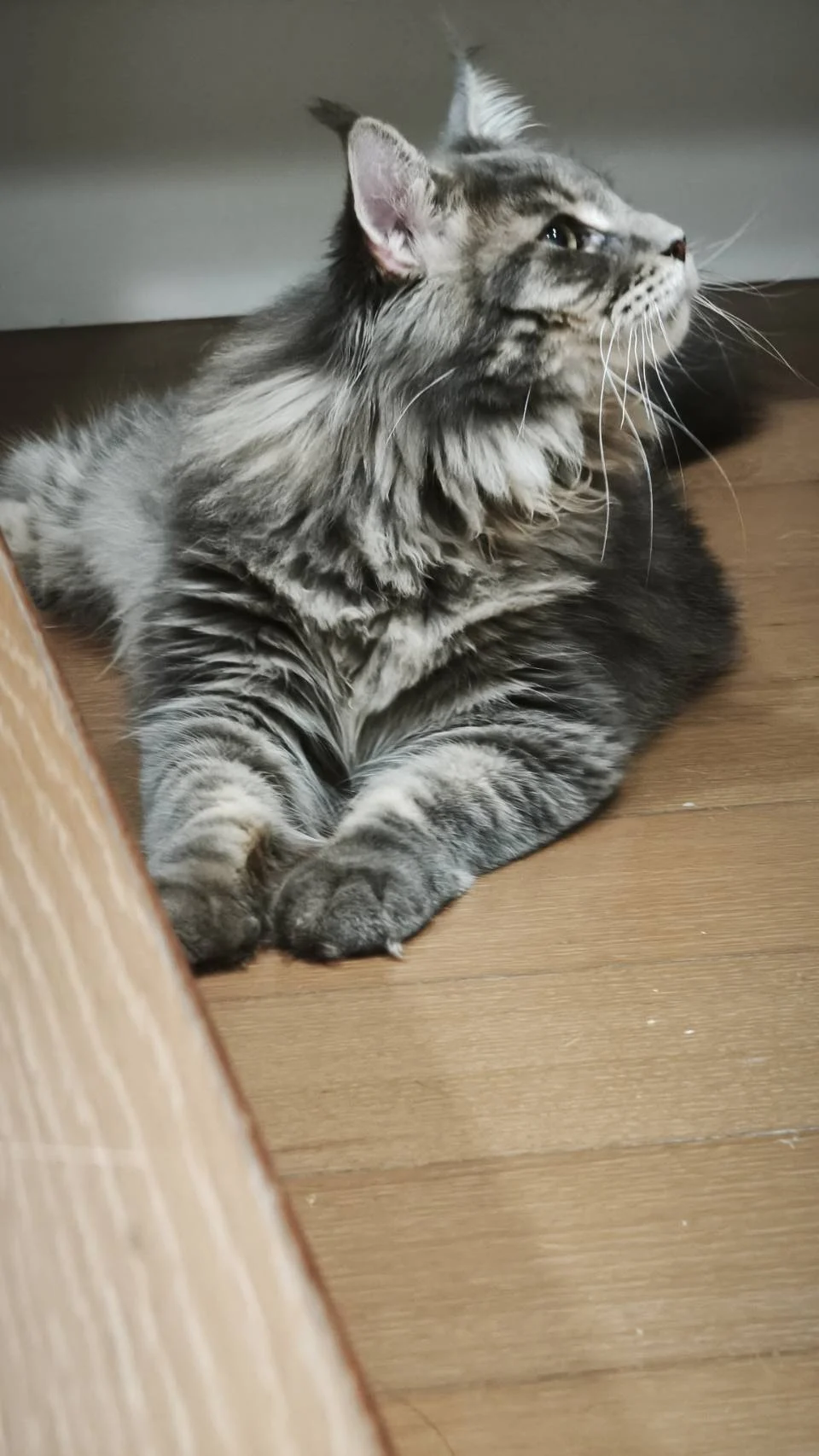 藍虎斑緬因貓巧虎側面輪廓，毛量自然蓬鬆，姿態放鬆。