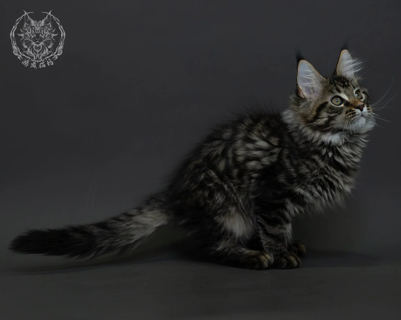 黑棕虎斑緬因貓 7