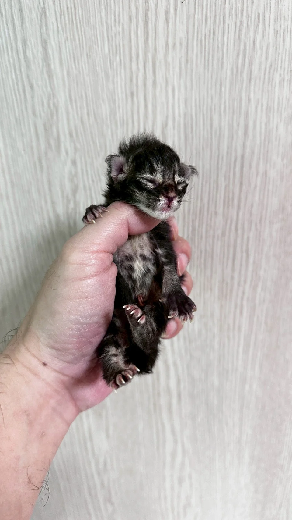 黑棕虎斑緬因貓