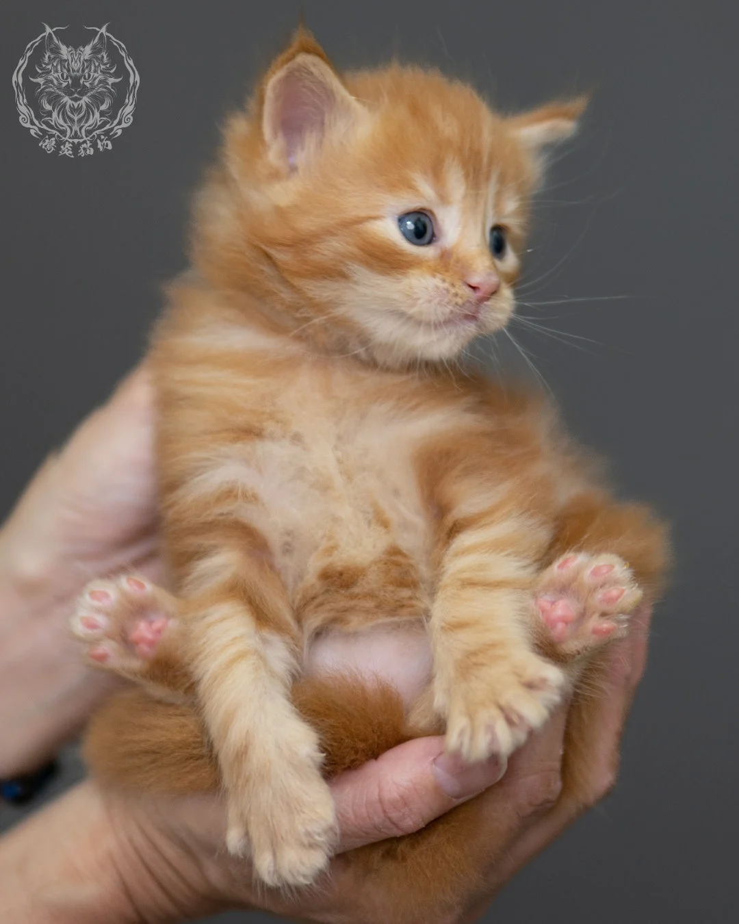 紅虎斑 Red Tabby Maine Coon 4weeks 6