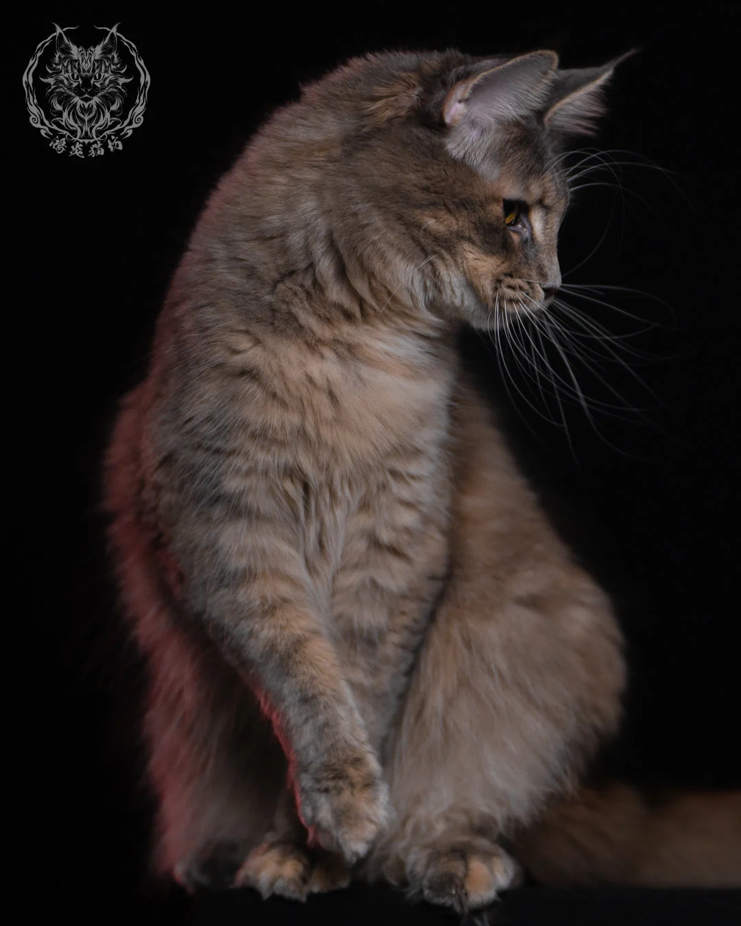 藍乳煙玳帽緬因貓 11 個月側臉特寫，柔軟毛量與細緻層次在側光下更顯立體，是典型高品質緬因貓的外觀呈現。