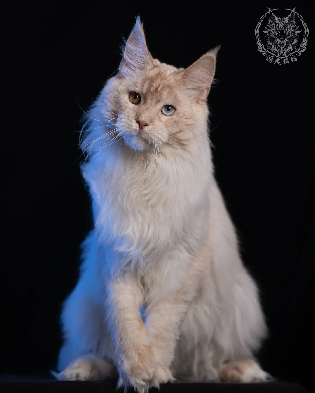乳高煙緬因貓 Cream High Smoke Maine Coon 9months 4