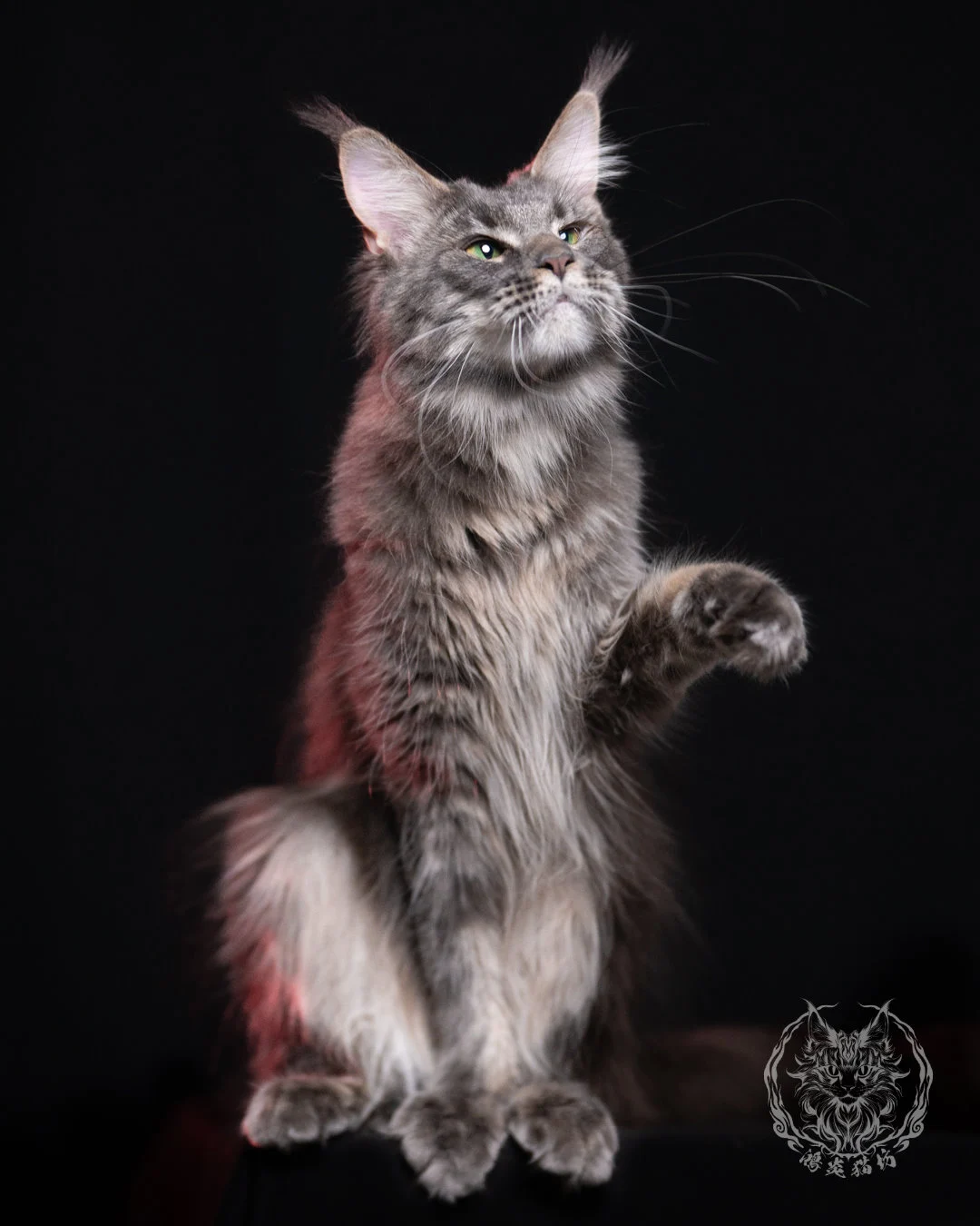 Blue Tabby Maine Coon 11months Cattery Taichung 4