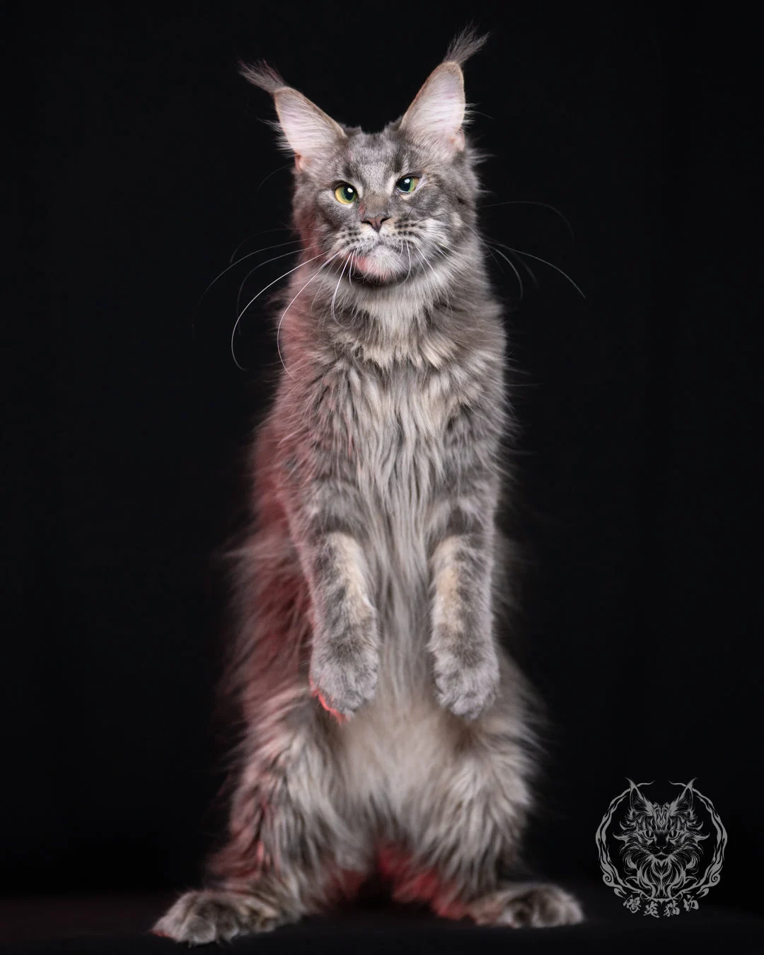 Blue Tabby Maine Coon 11months Cattery Taichung 3