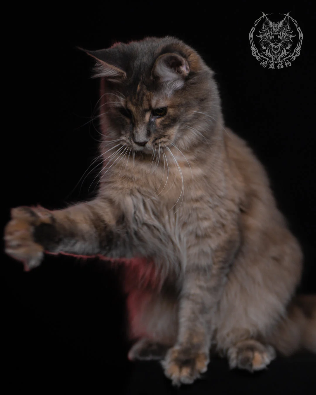 藍乳煙玳帽緬因貓 11 個月舉爪低頭的可愛動作，臉部玳帽紋理與胸前煙燻毛量清晰，呈現緬因貓俏皮的一面。