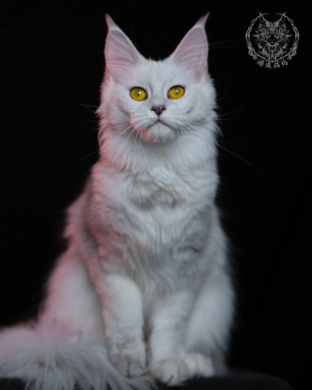 黑銀陰影緬因貓 Black Silver Shaded Maine Coon 1year 16