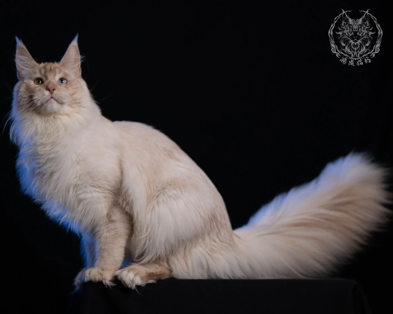 乳高煙緬因貓 Cream High Smoke Maine Coon 9months 31