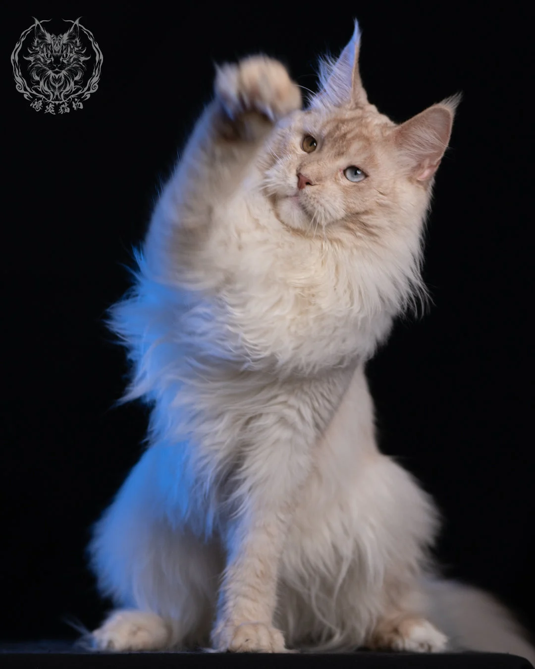 乳高煙緬因貓 Cream High Smoke Maine Coon 9months 21