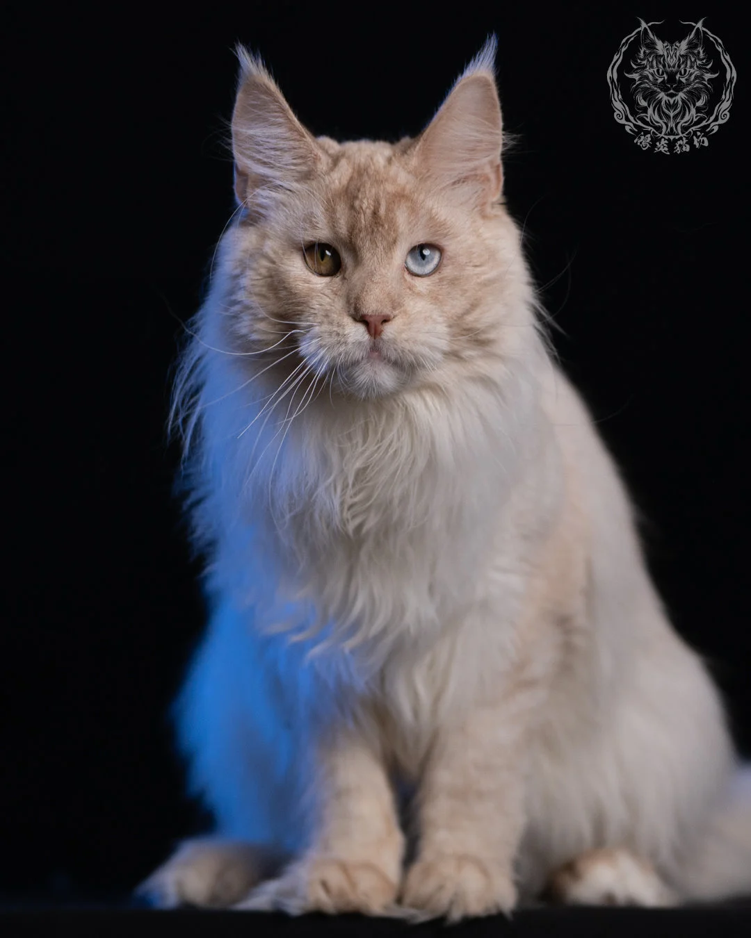 乳高煙緬因貓 Cream High Smoke Maine Coon 9months 9