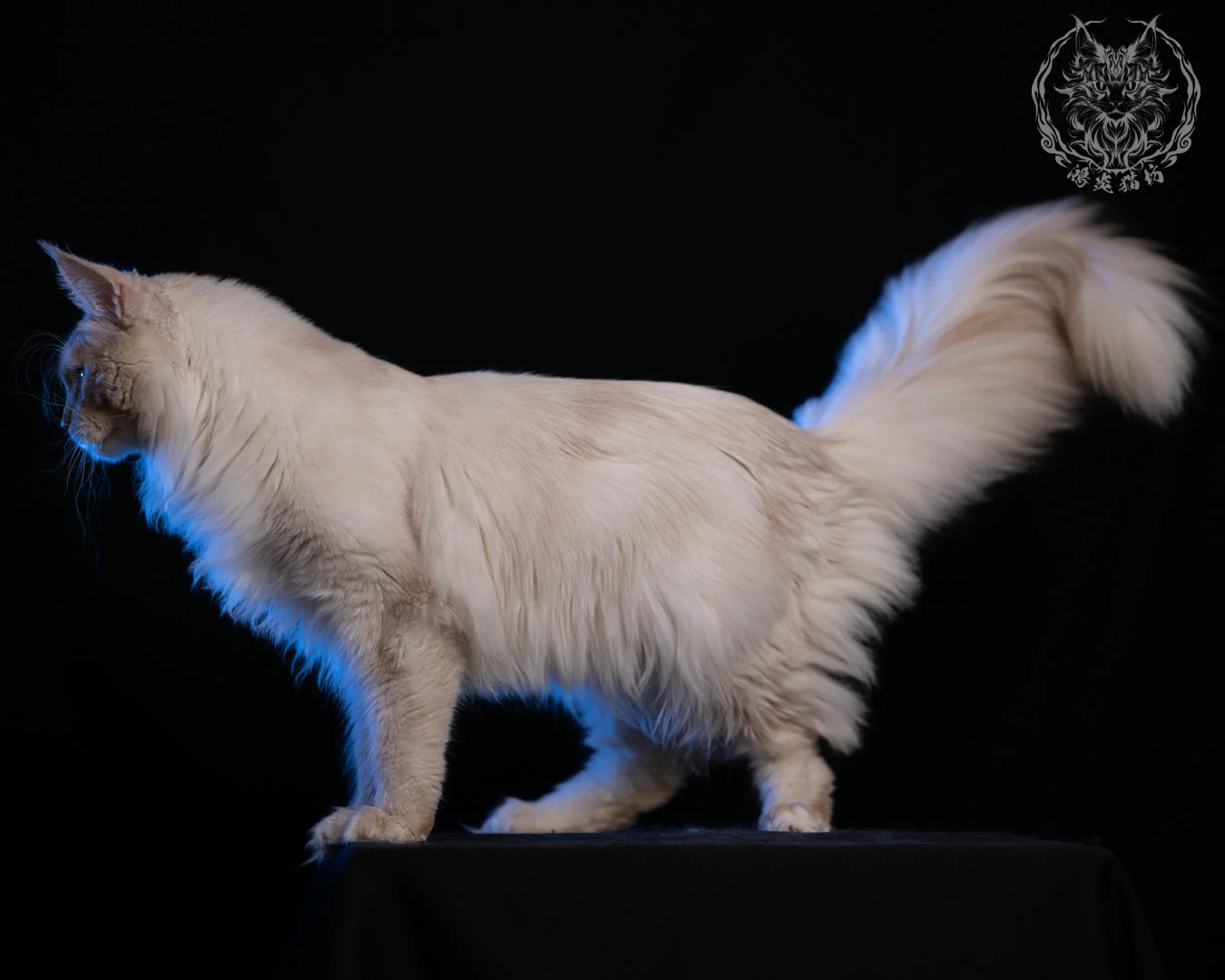 乳高煙緬因貓 Cream High Smoke Maine Coon 9months 33