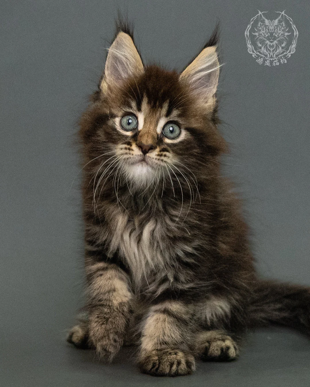 棕虎斑 Brown Tabby Maine Coon 2months 10