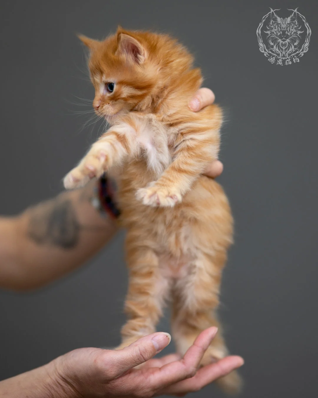 紅虎斑 Red Tabby Maine Coon 4weeks 3