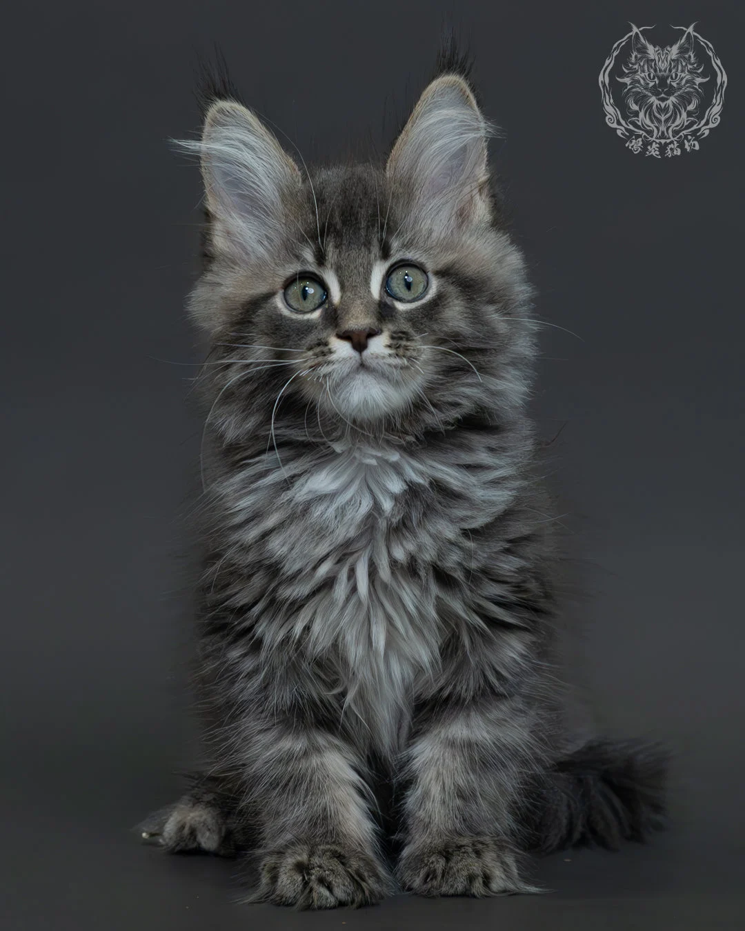 藍銀虎斑緬因貓 10