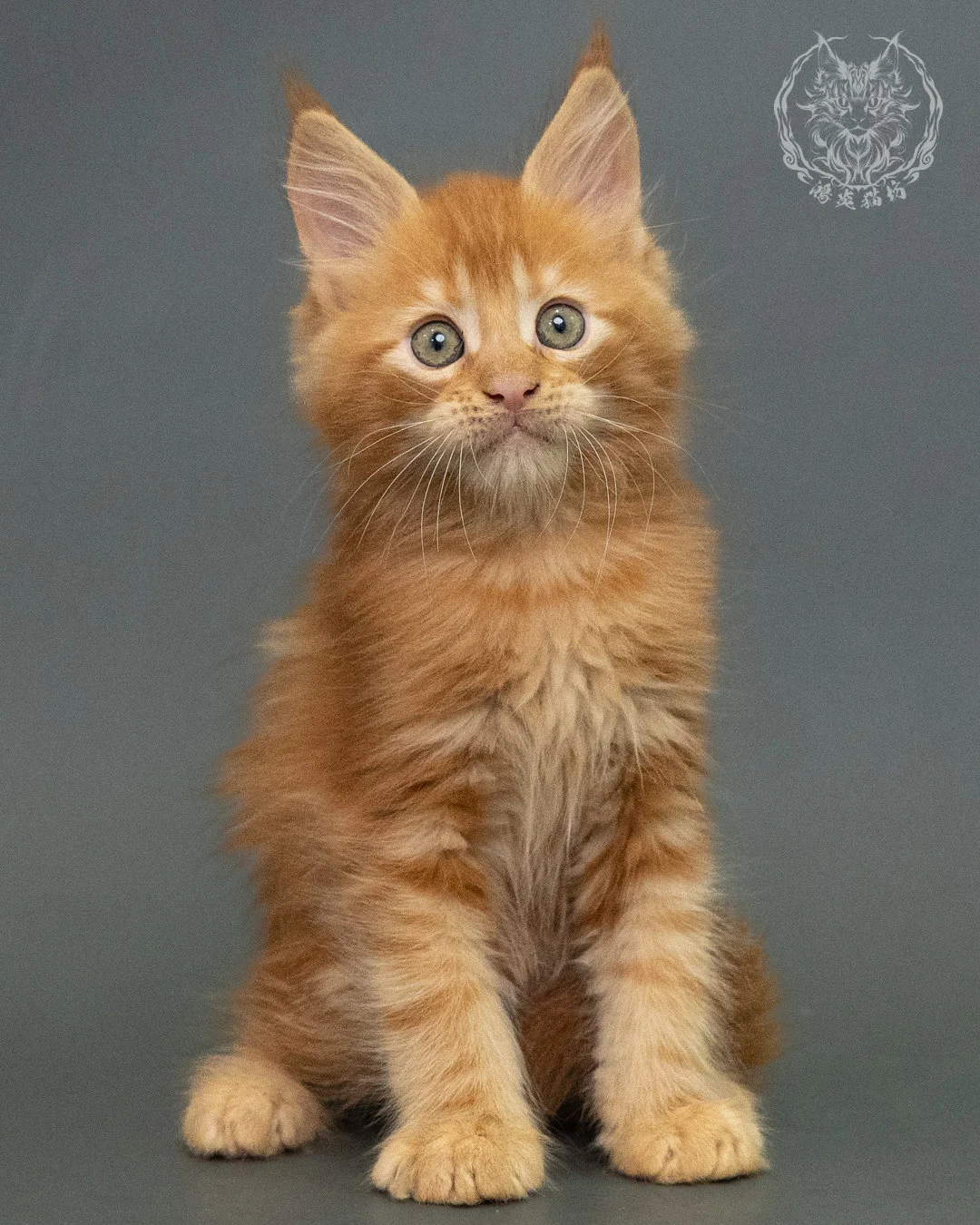 紅虎斑 Red Tabby Maine Coon 2months 21