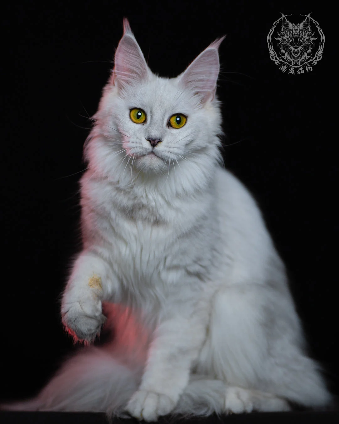 黑銀陰影緬因貓 Black Silver Shaded Maine Coon 1year 12