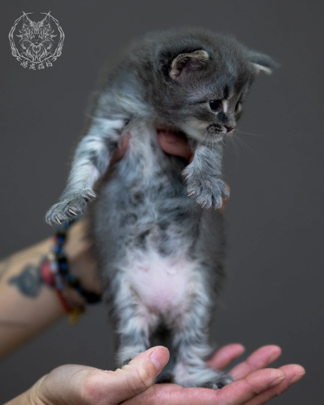 藍銀虎斑 Blue Silver Tabby Maine Coon 4weeks 1