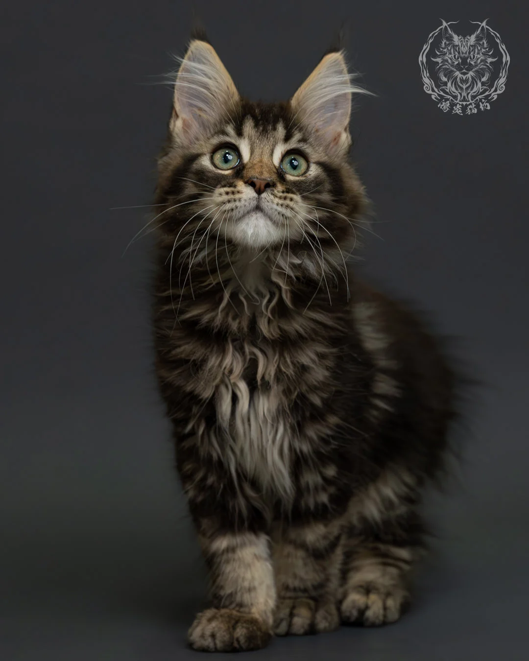 棕虎斑緬因貓 4