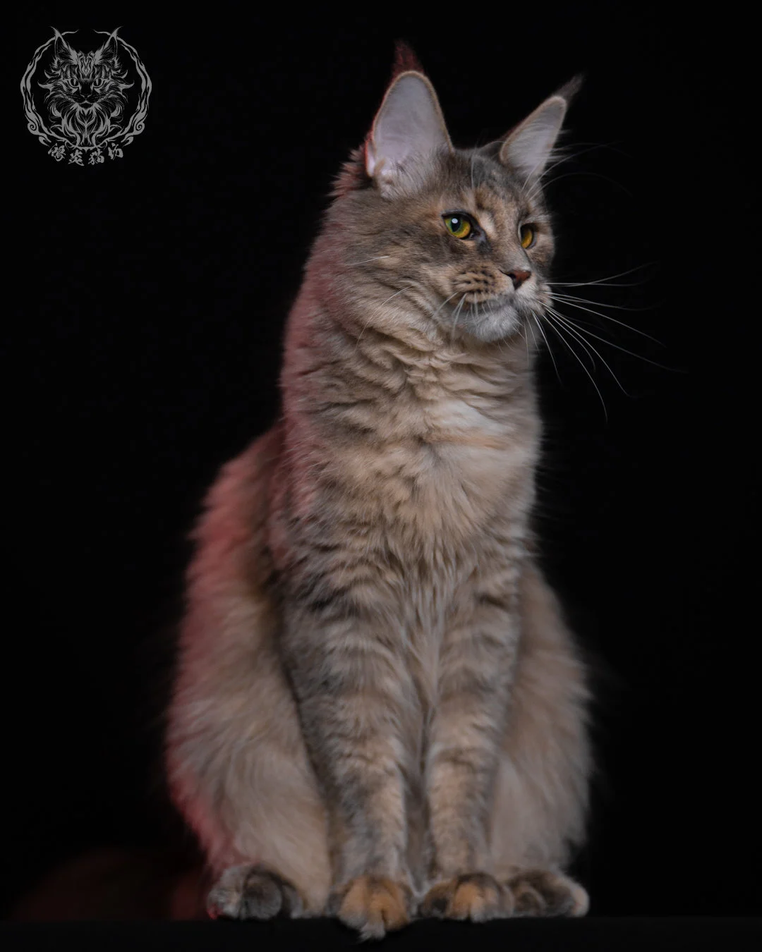 藍乳煙玳帽緬因貓 11 個月側坐姿，玳帽層次與煙燻效果在燈光下更顯立體，是鴻炎貓坊高品質緬因貓的典型毛色展示。