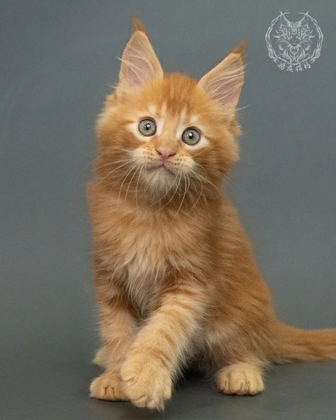 紅虎斑 Red Tabby Maine Coon 2months 11