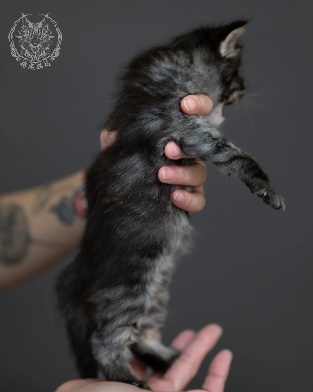 黑棕虎斑 Black Brown Tabby Maine Coon 4weeks 7